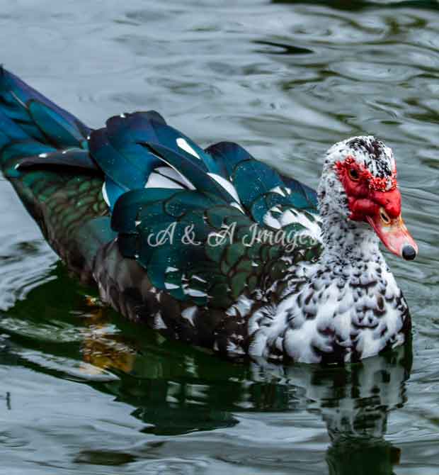 Animals Photography